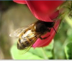 AA Honey Bees (112)