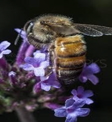 AA Honey Bees (113)