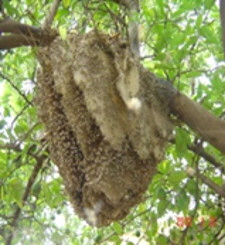AA Honey Bees (115)