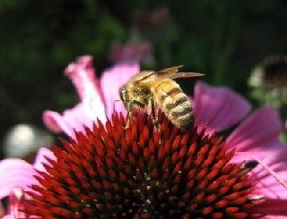 AA Honey Bees (32)