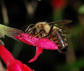 AA Honey Bees (111)