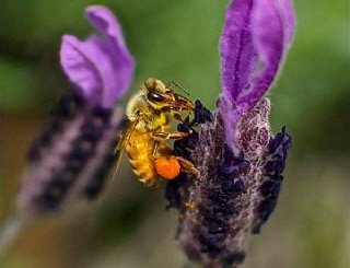 AA Honey Bees (46)