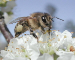 AA Honey Bees (67)